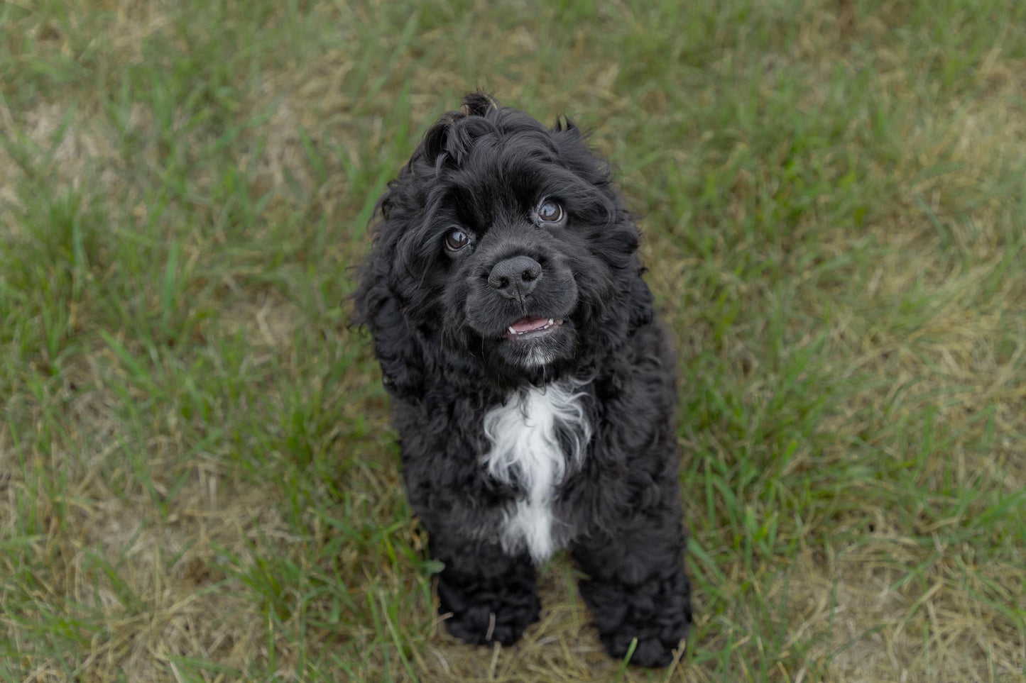 Cocker Spaniel Male (Hudson)