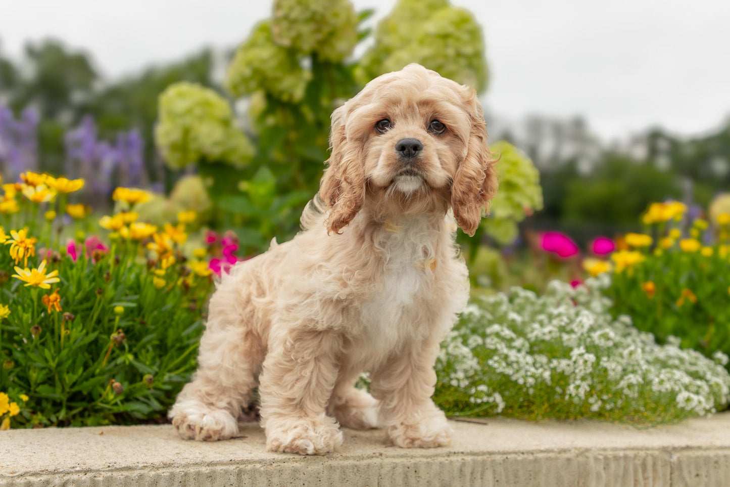 Cocker Spaniel Female (Hadley)
