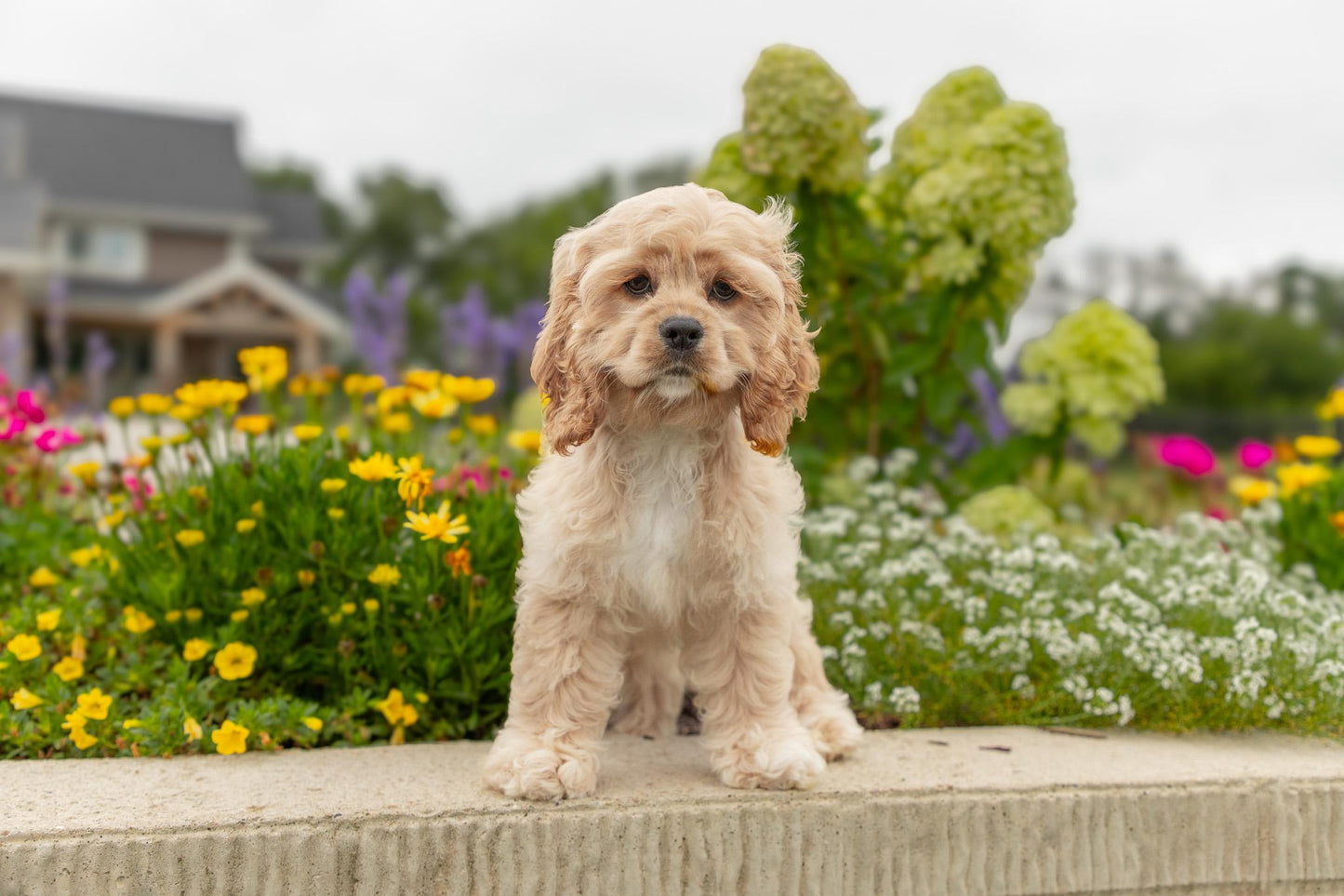 Cocker Spaniel Female (Hadley)