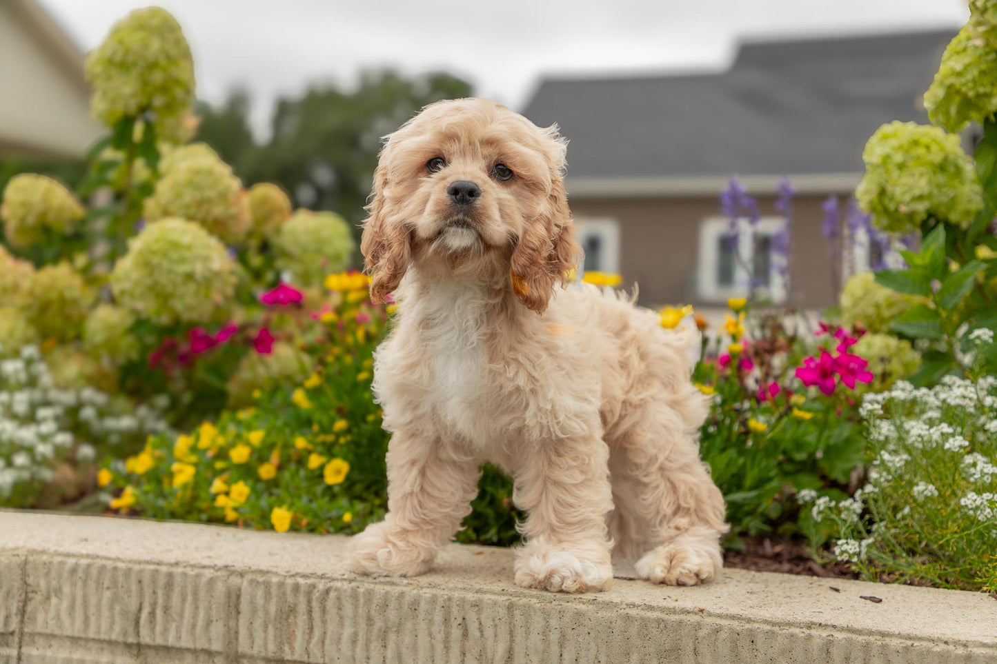 Cocker Spaniel Female (Hadley)