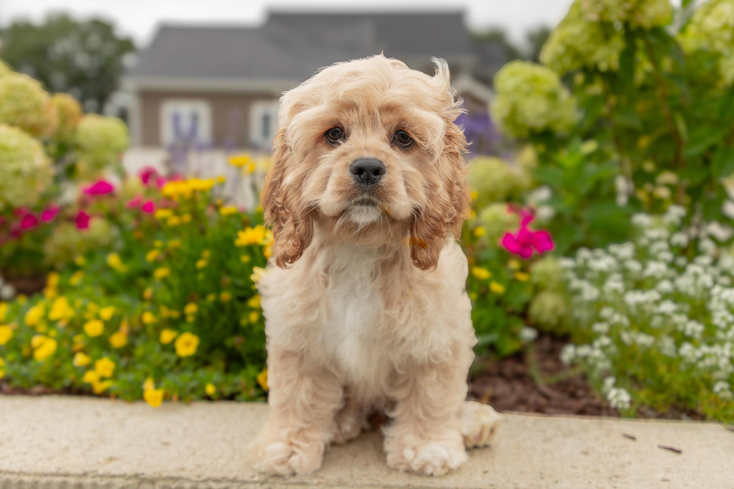 Cocker Spaniel Female (Hadley)