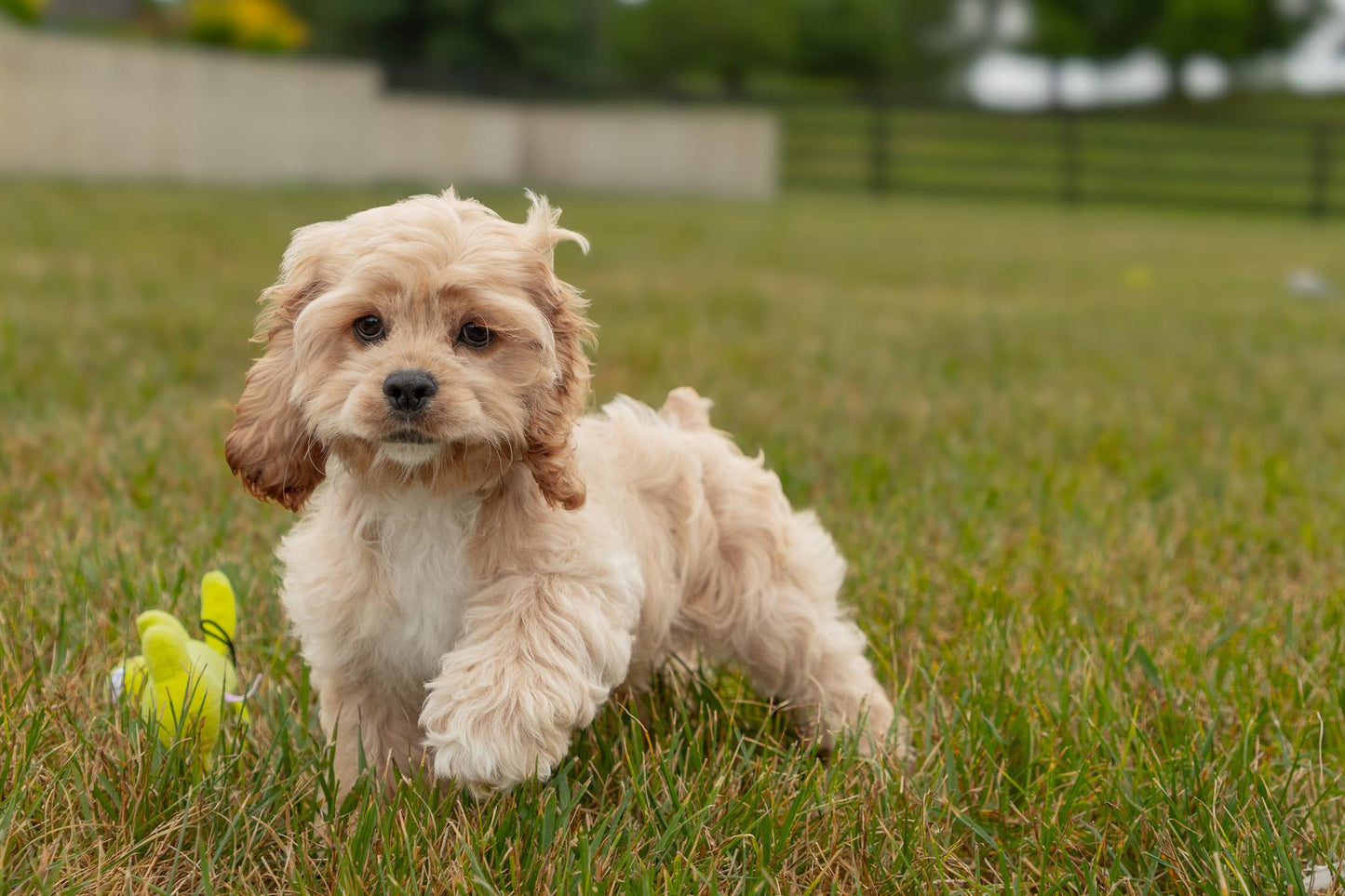 Cocker Spaniel Female (Hadley)