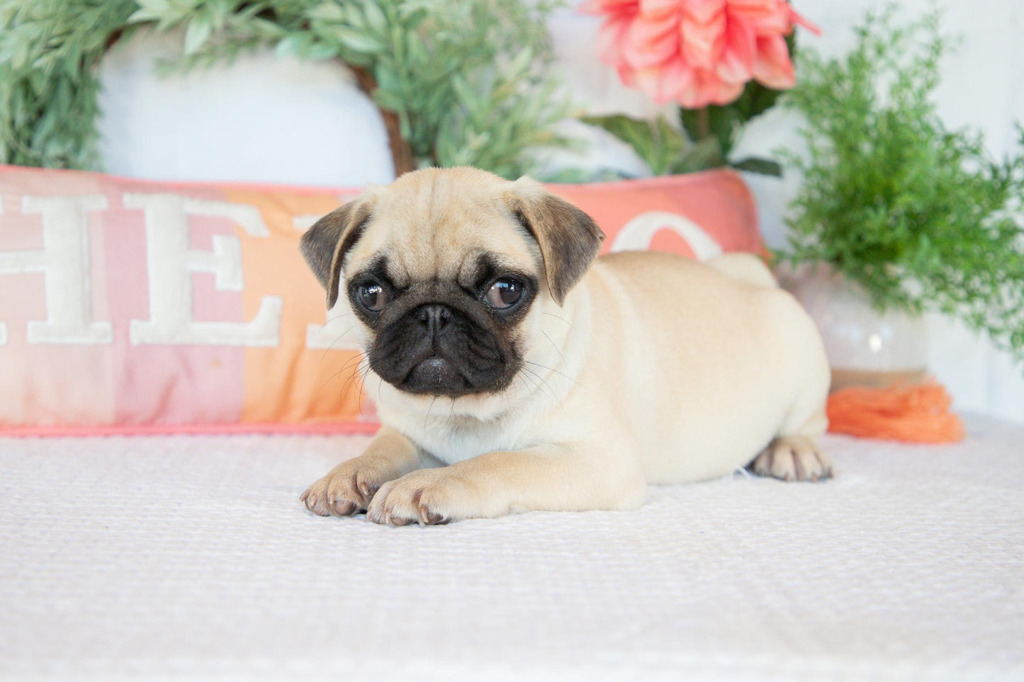 Pug Female (Missy)