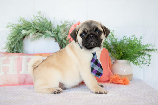 Pug Male (Monroe)