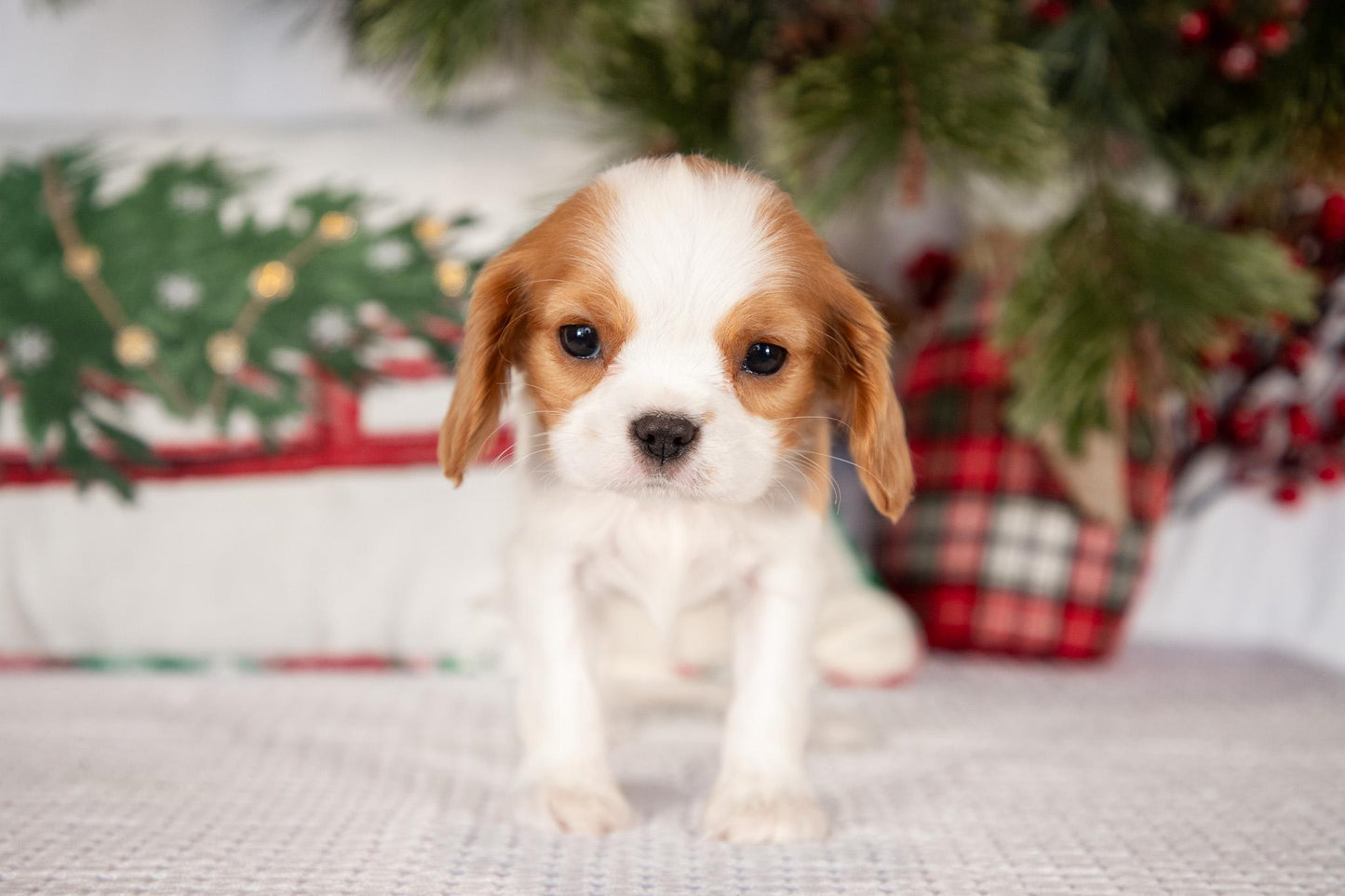 Cavalier King Charles Male (Timmy)