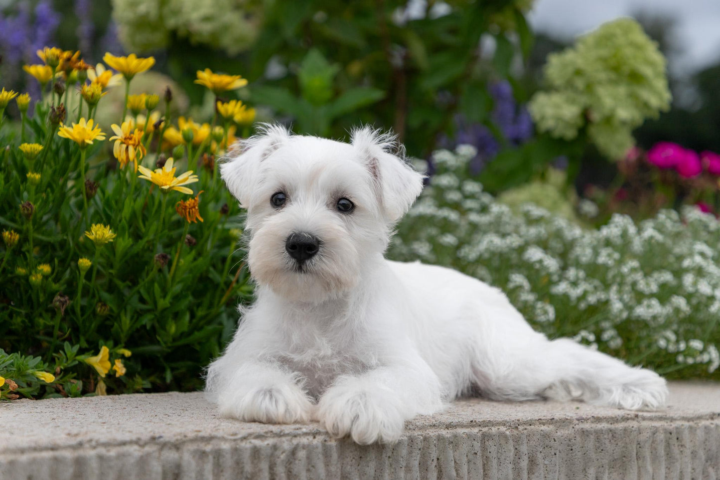 Miniature Schnauzer - Female (Luna)