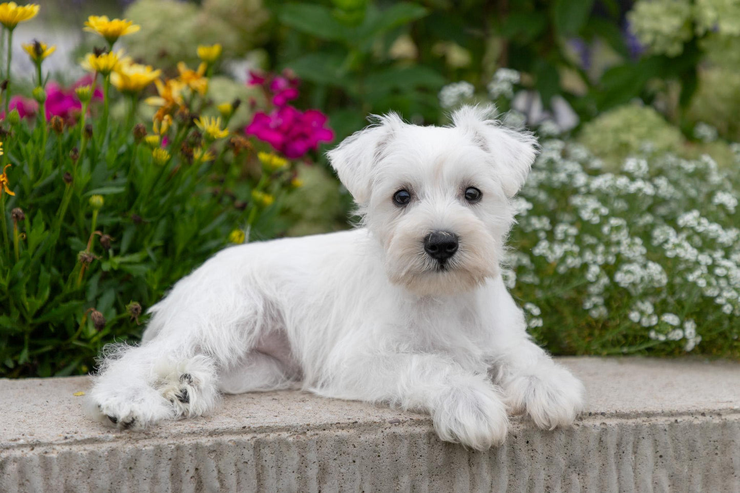 Miniature Schnauzer - Female (Luna)