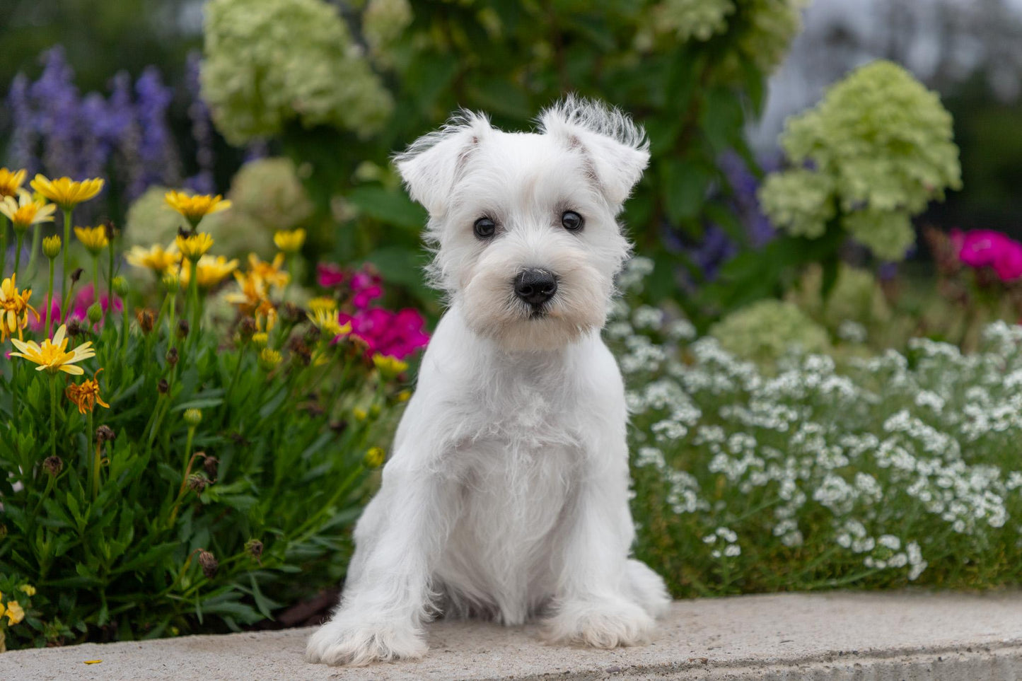 Miniature Schnauzer - Female (Luna)