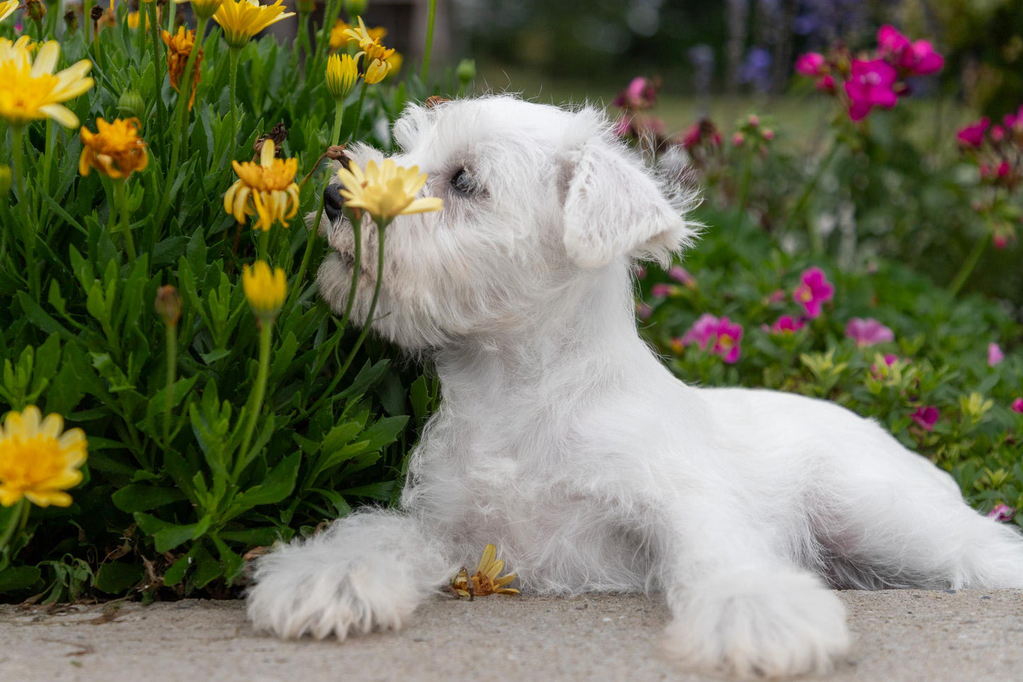 Miniature Schnauzer - Female (Luna)