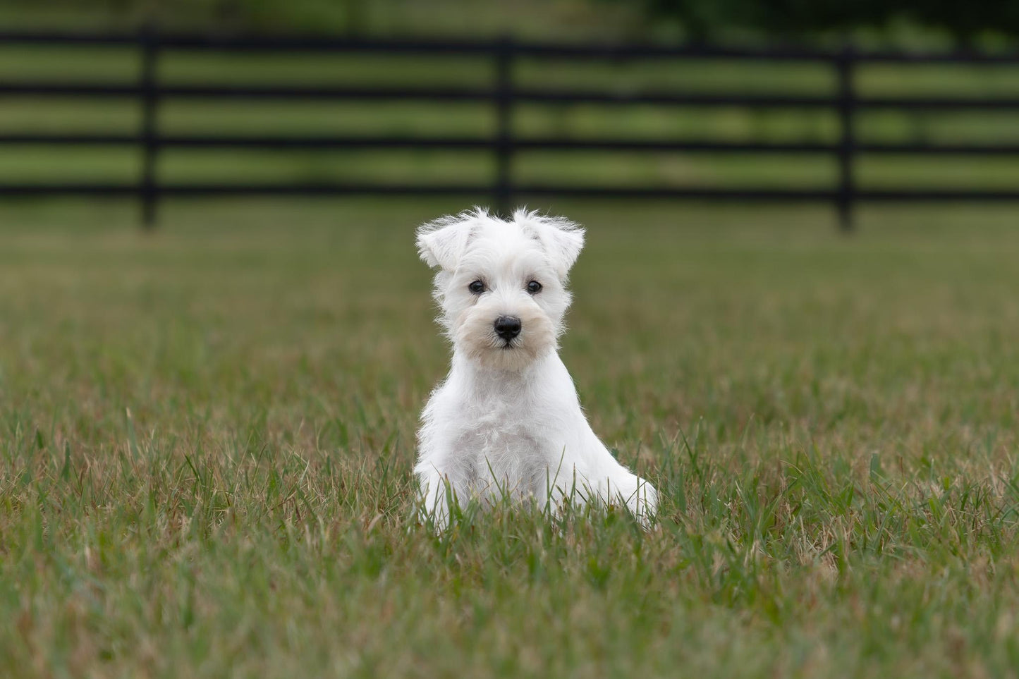 Miniature Schnauzer - Female (Luna)