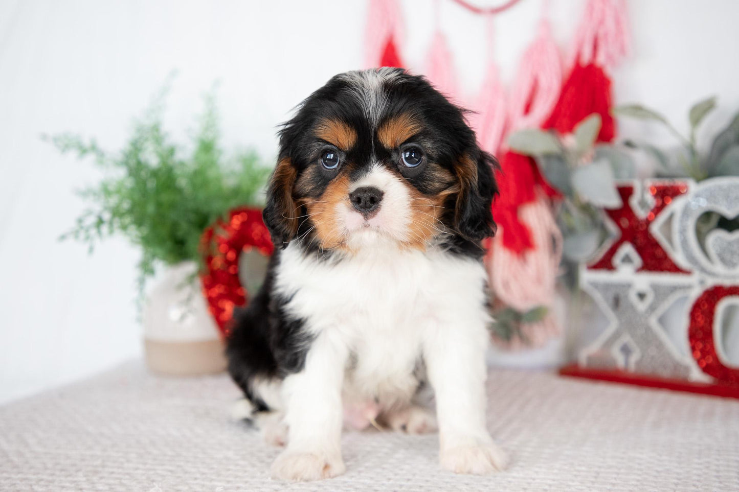 Cavalier King Charles Male (Jordy)