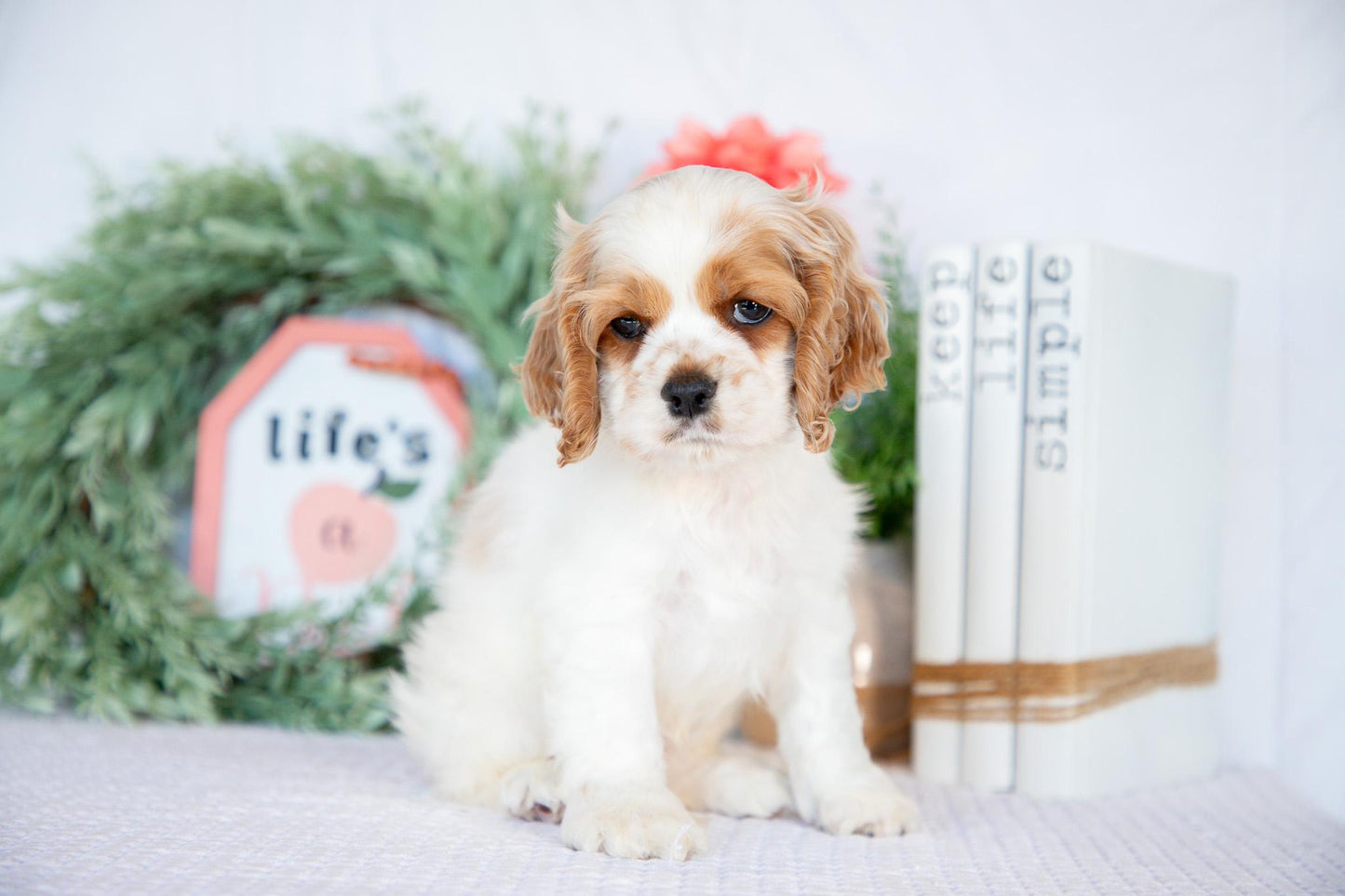 Cocker Spaniel Male (Mason)