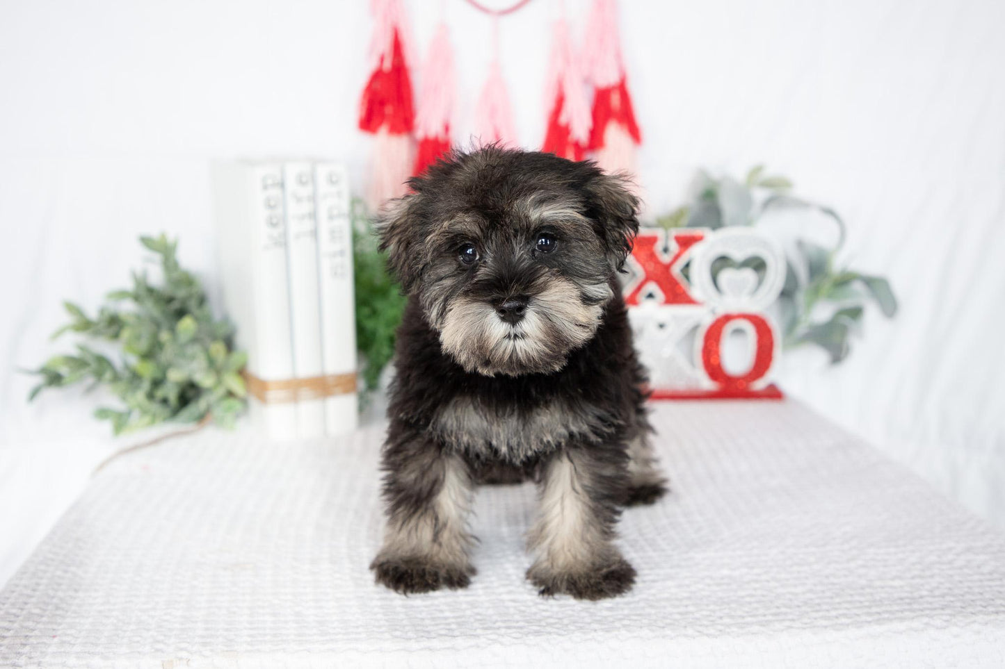Miniature Schnauzer Male (Leo)