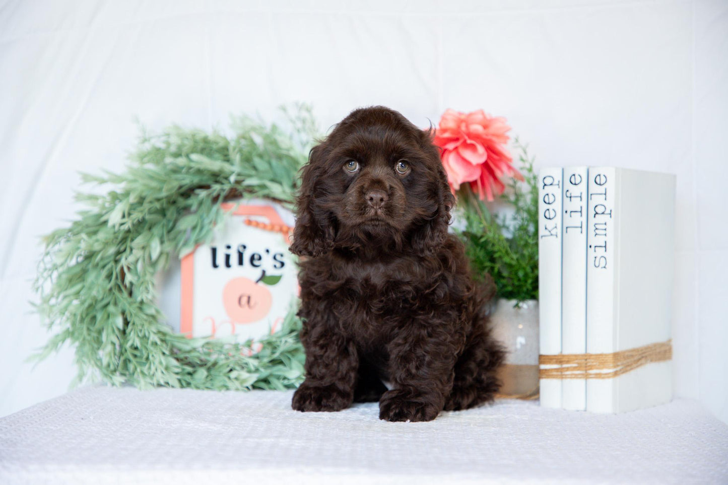 Cocker Spaniel Male (Milo)