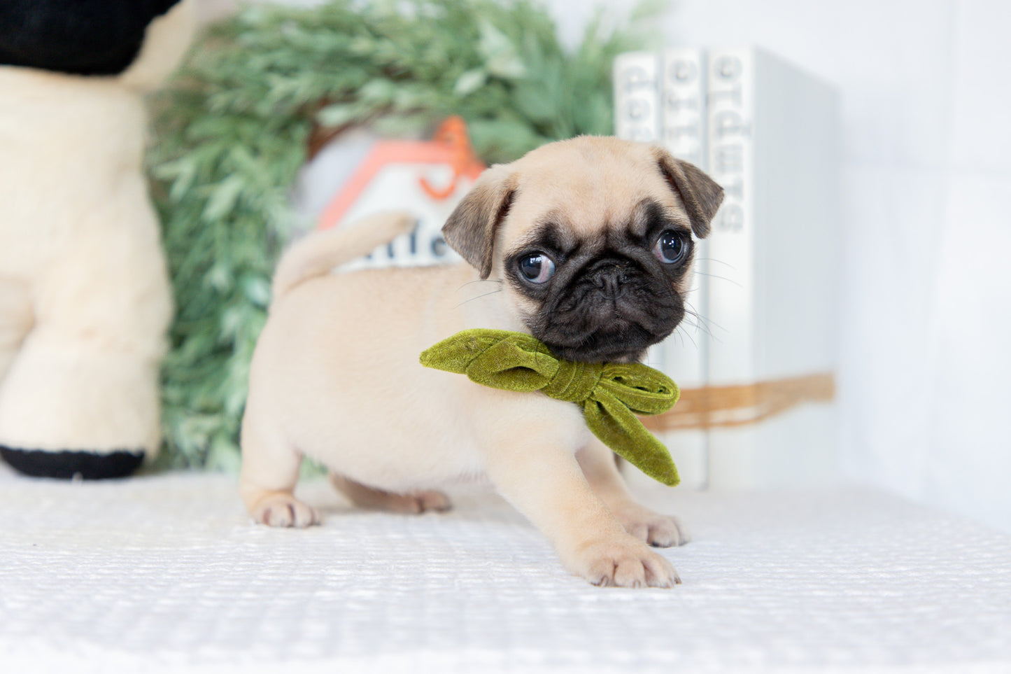 Pug Female (Mattie)