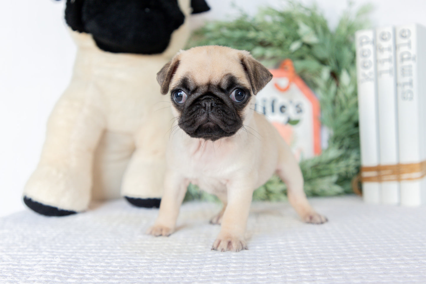Pug Female (Mattie)