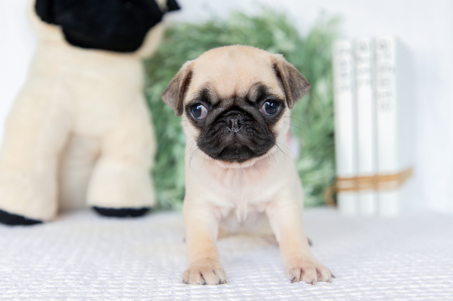 Pug Female (Mattie)
