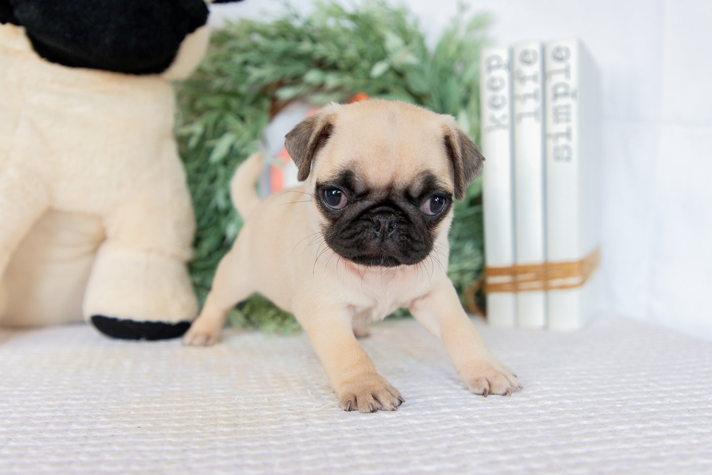 Pug Female (Mattie)