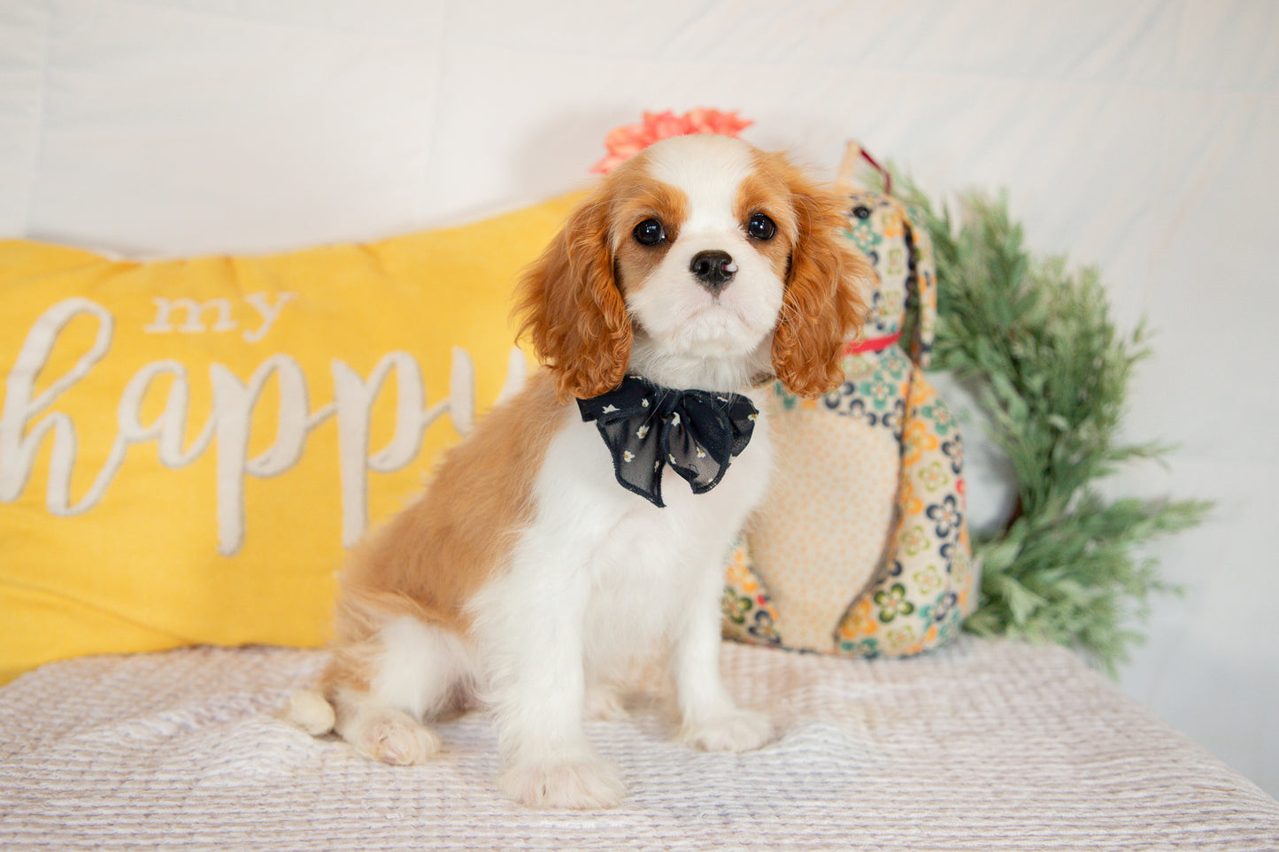 Cavalier King Charles Spaniel Female (Amara)
