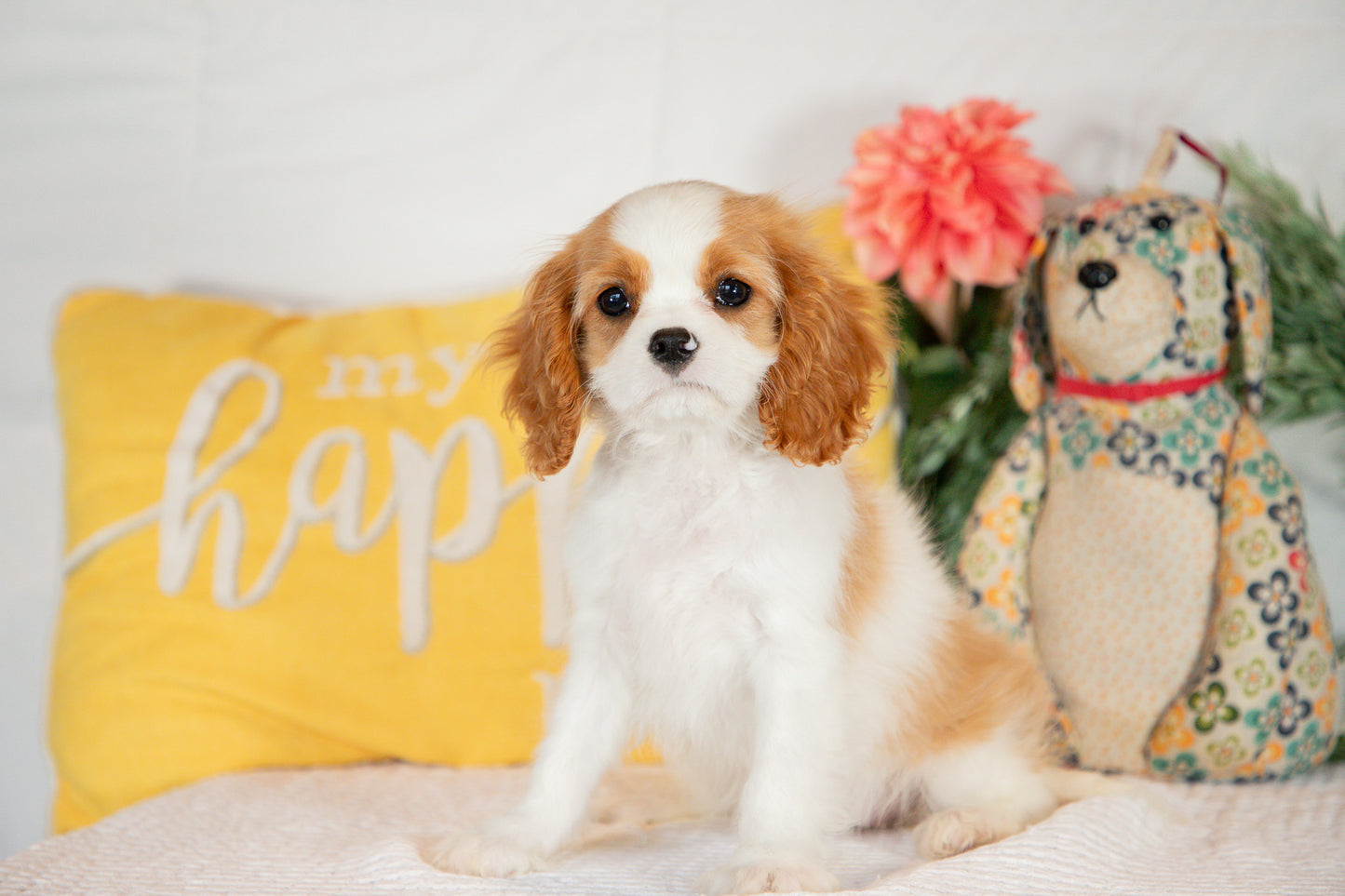 Cavalier King Charles Spaniel Female (Amara)