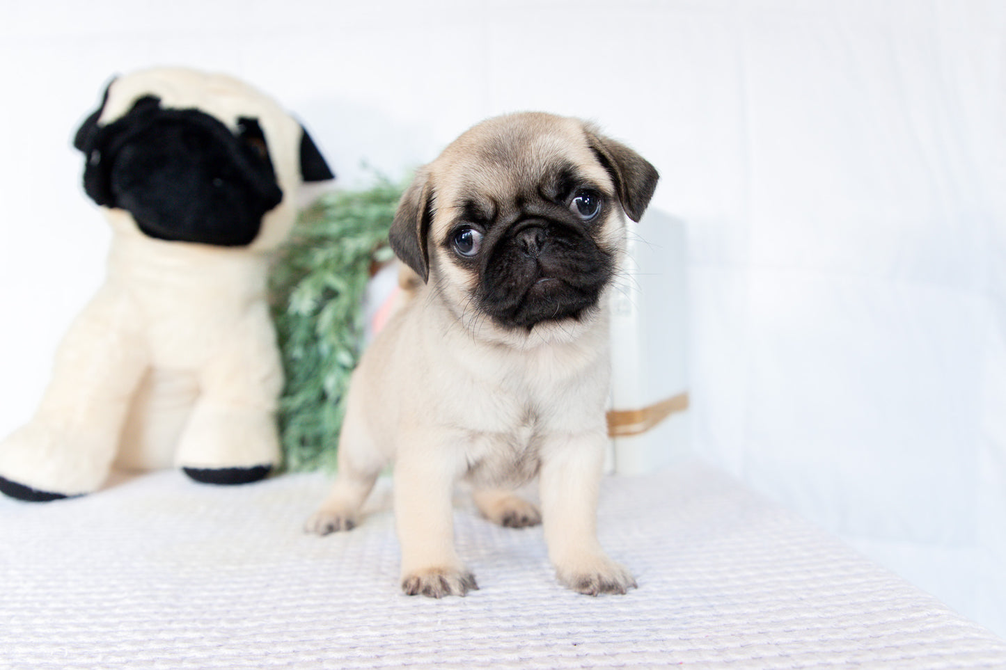Pug Male (Monroe)