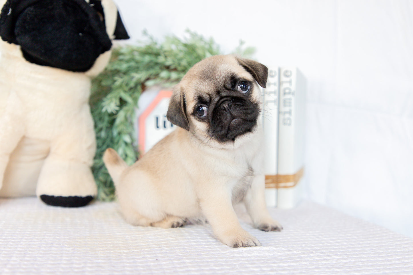 Pug Male (Monroe)