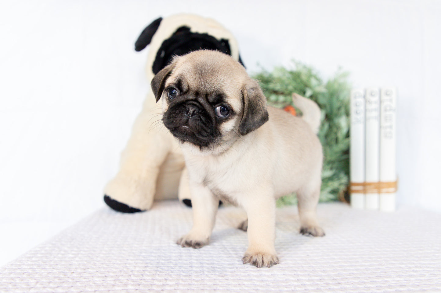 Pug Male (Monroe)