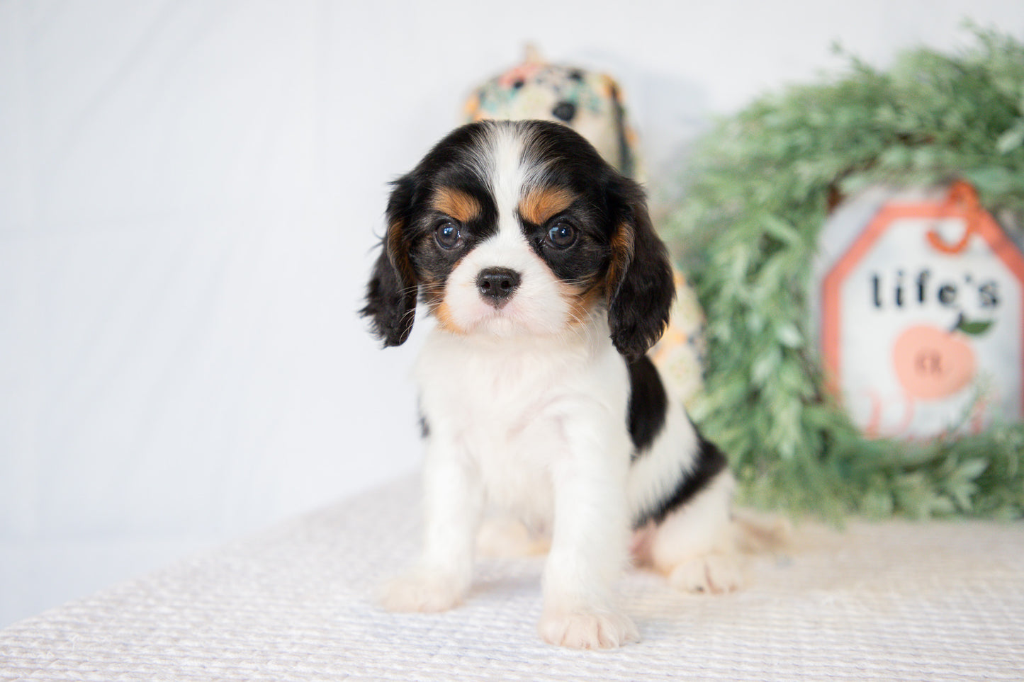Cavalier King Charles Spaniel Female (Laura)