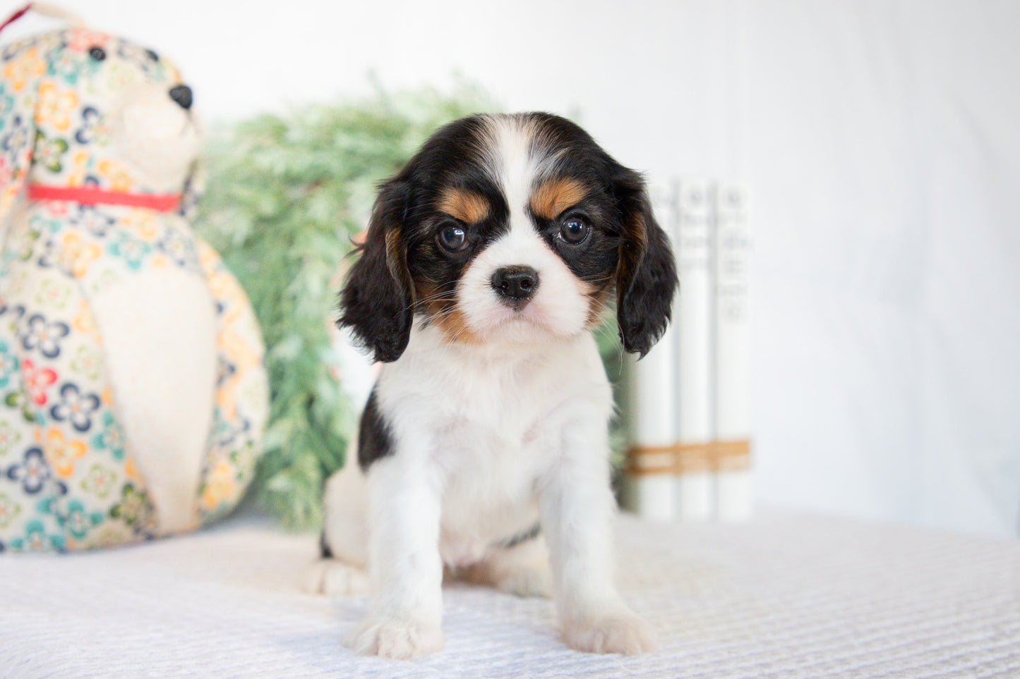 Cavalier King Charles Spaniel Female (Laura)