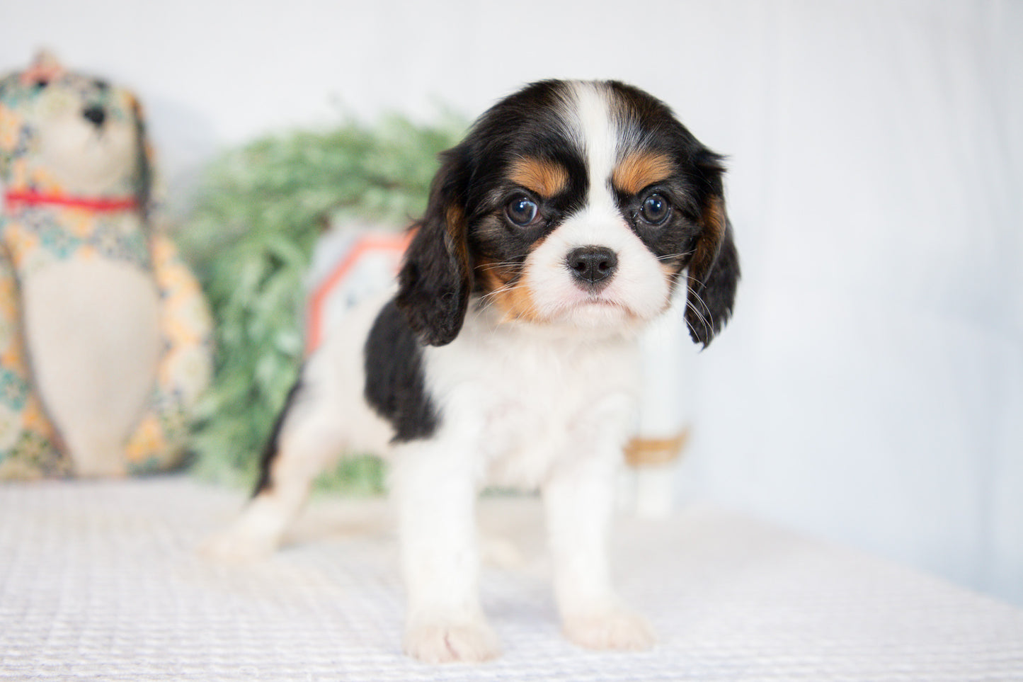 Cavalier King Charles Spaniel Female (Laura)