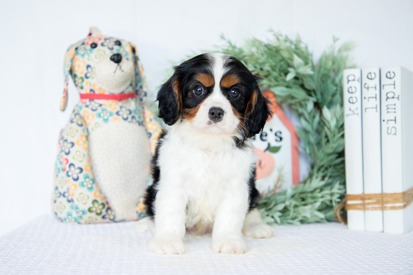 Cavalier King Charles Male (Ned)