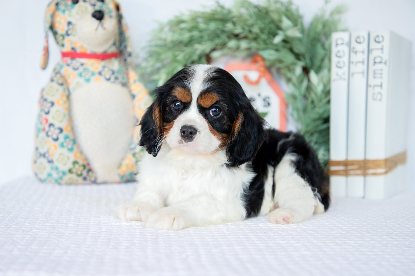 Cavalier King Charles Male (Ned)