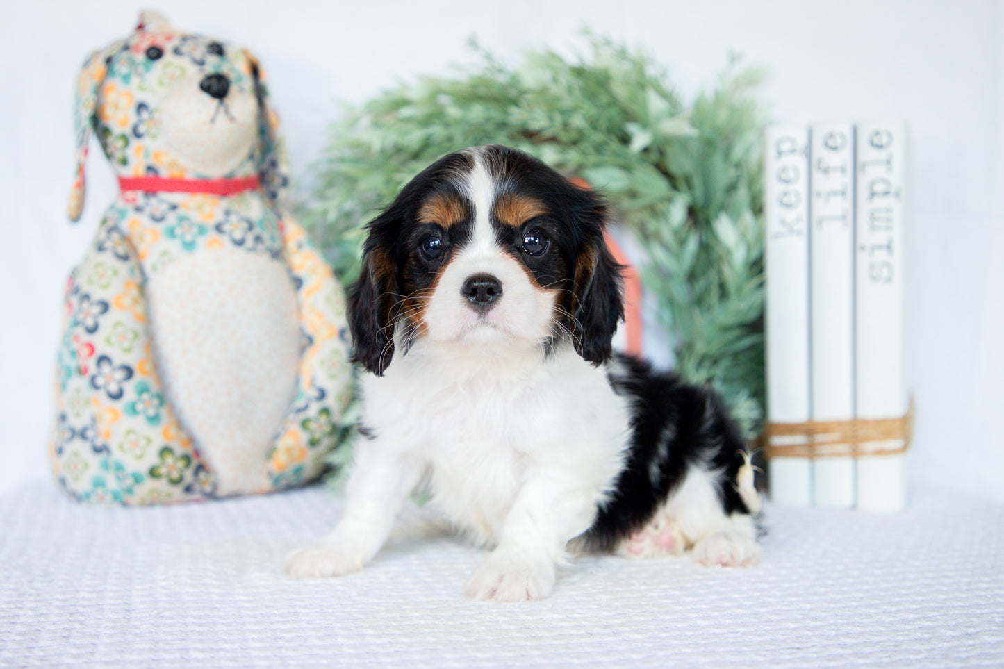 Cavalier King Charles Female (Nina)