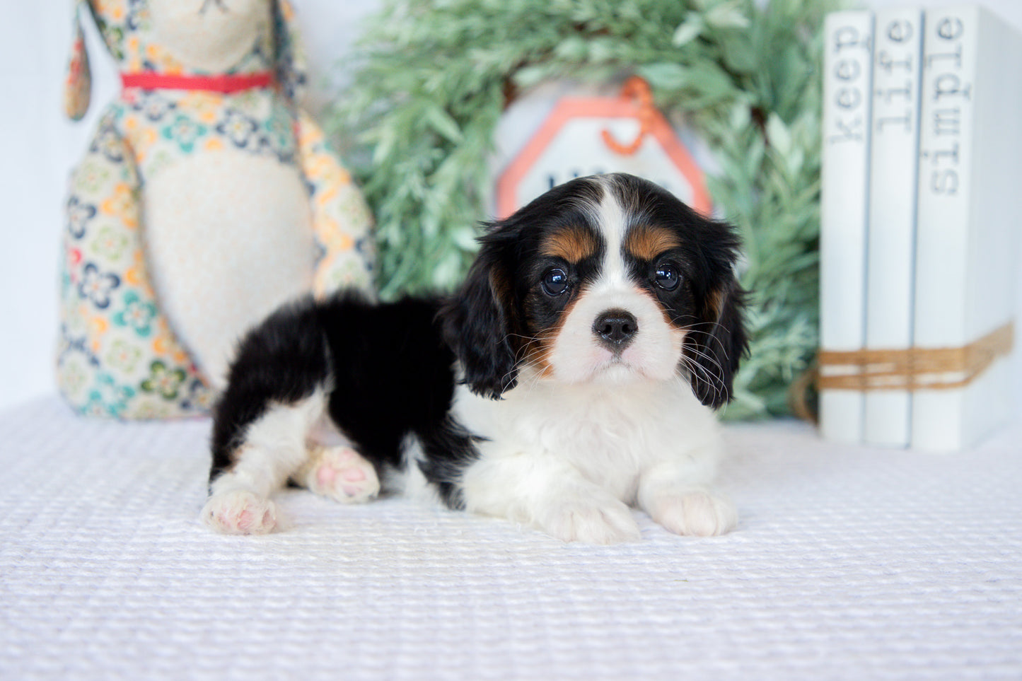 Cavalier King Charles Female (Nina)