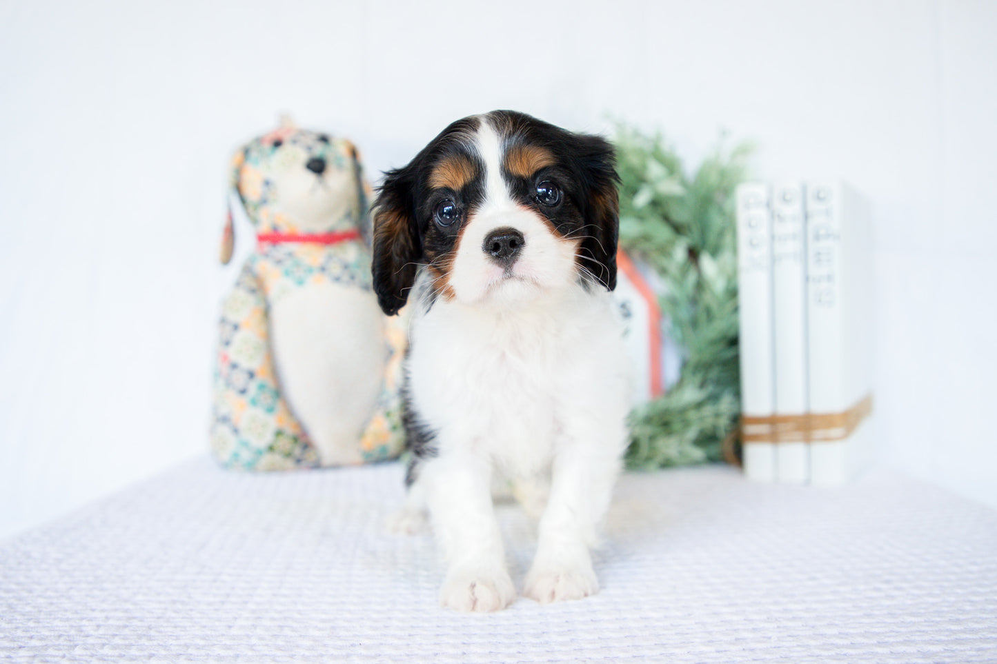 Cavalier King Charles Female (Nina)
