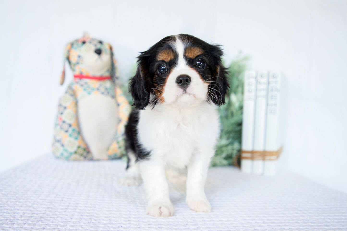 Cavalier King Charles Female (Nina)