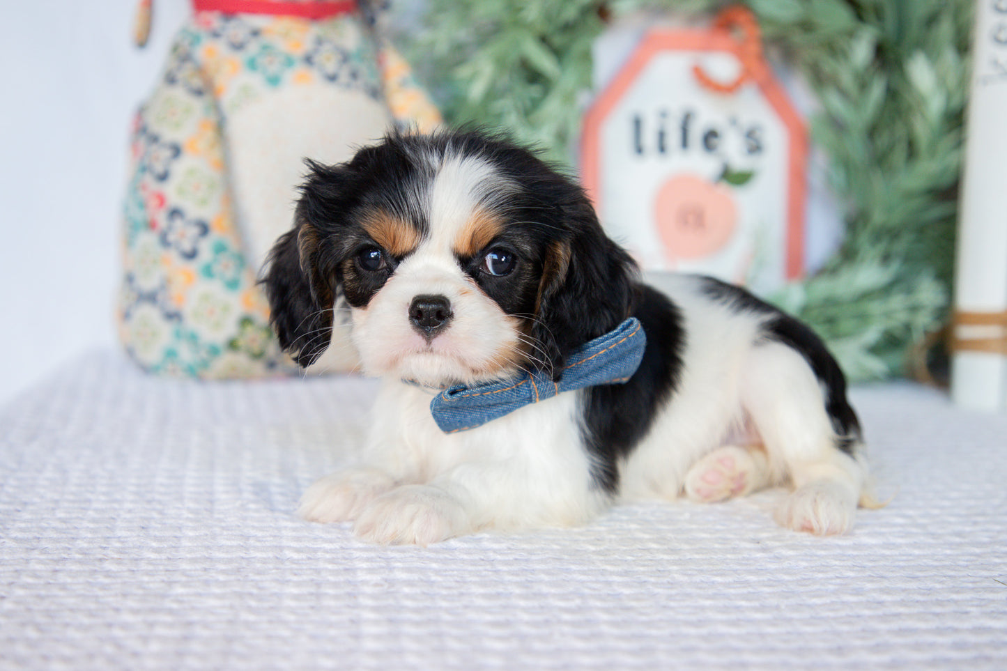 Cavalier King Charles Spaniel Female (Lenny)