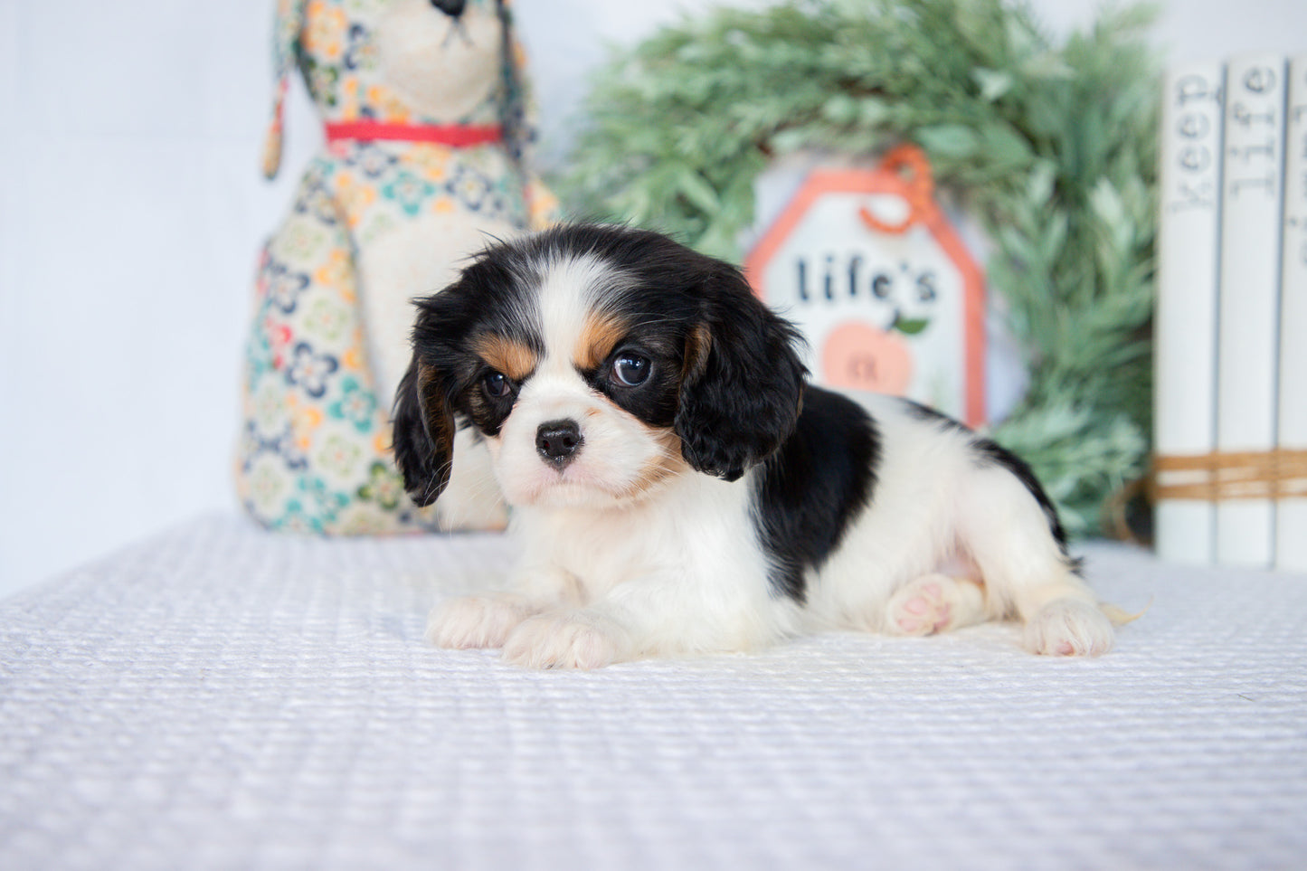 Cavalier King Charles Spaniel Female (Lenny)