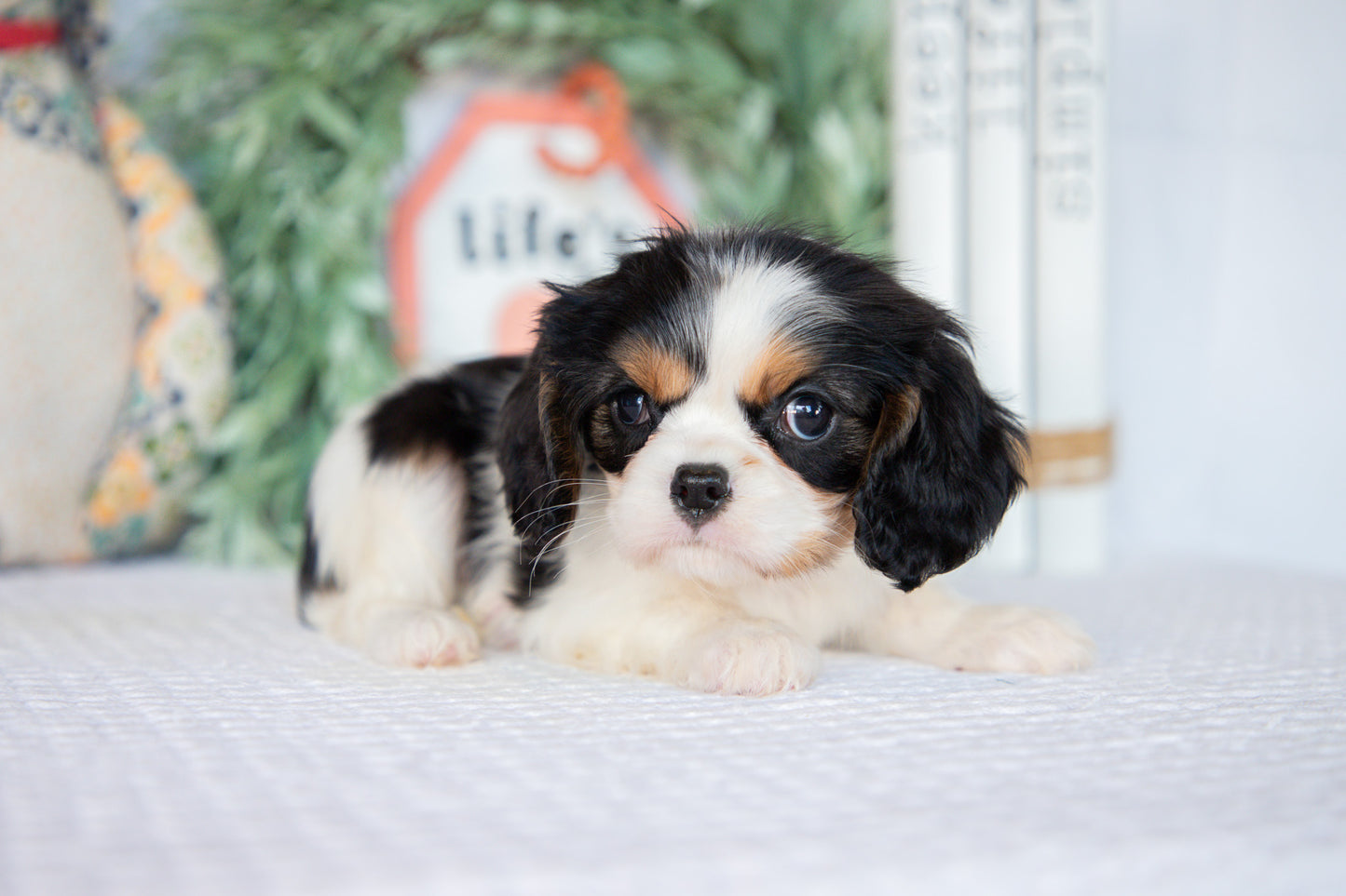 Cavalier King Charles Spaniel Female (Lenny)