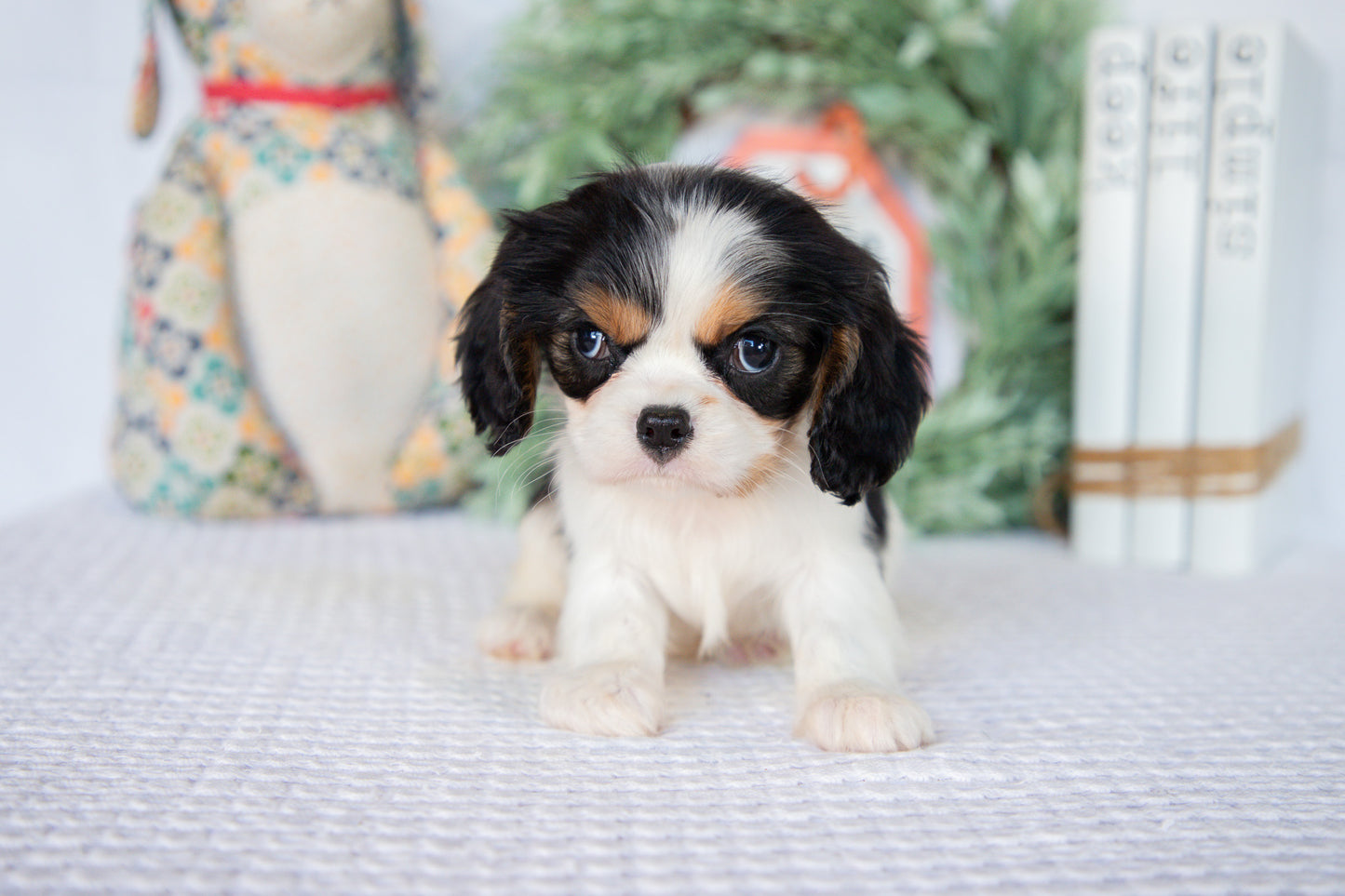 Cavalier King Charles Spaniel Female (Lenny)