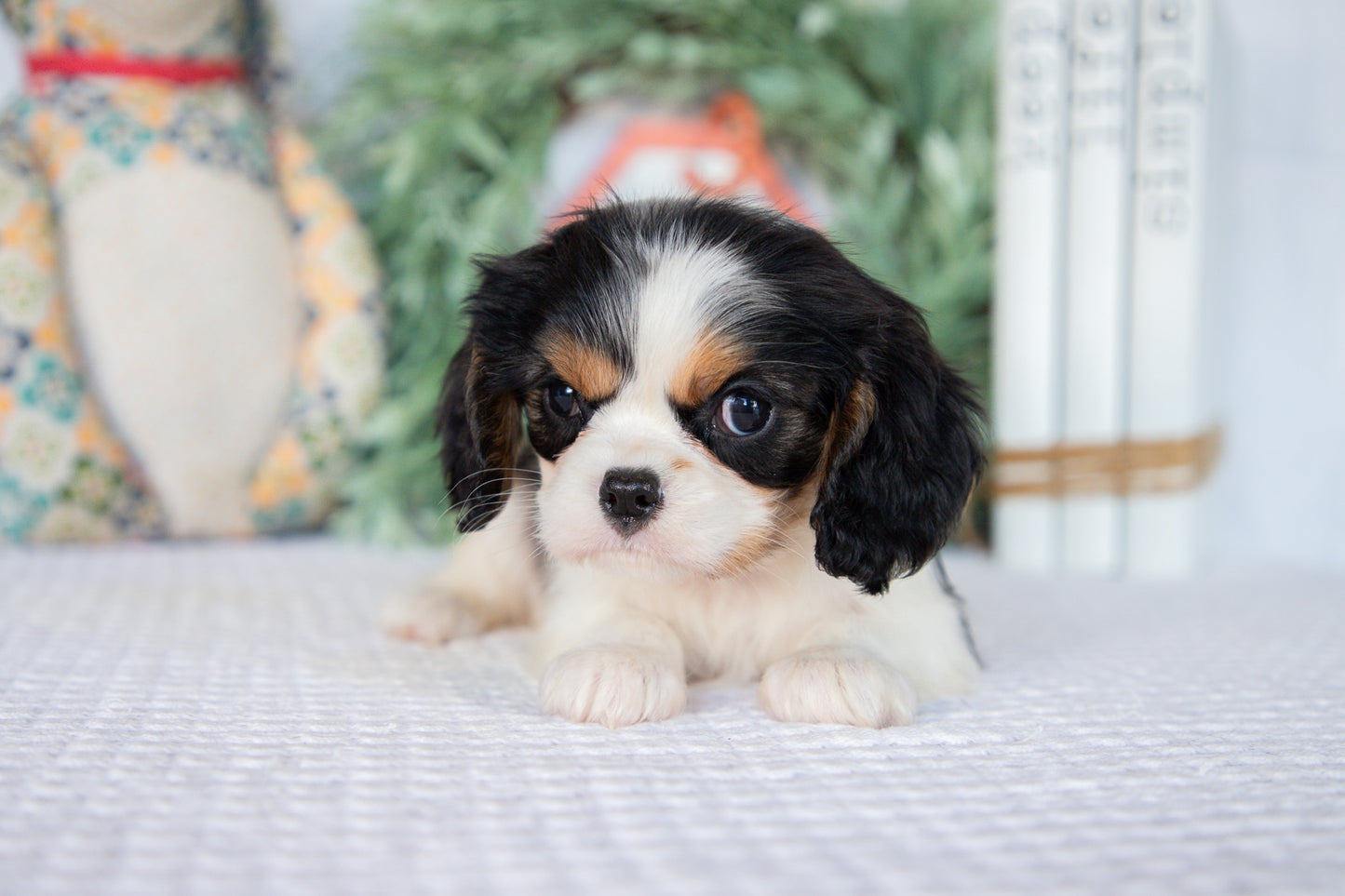 Cavalier King Charles Spaniel Female (Lenny)