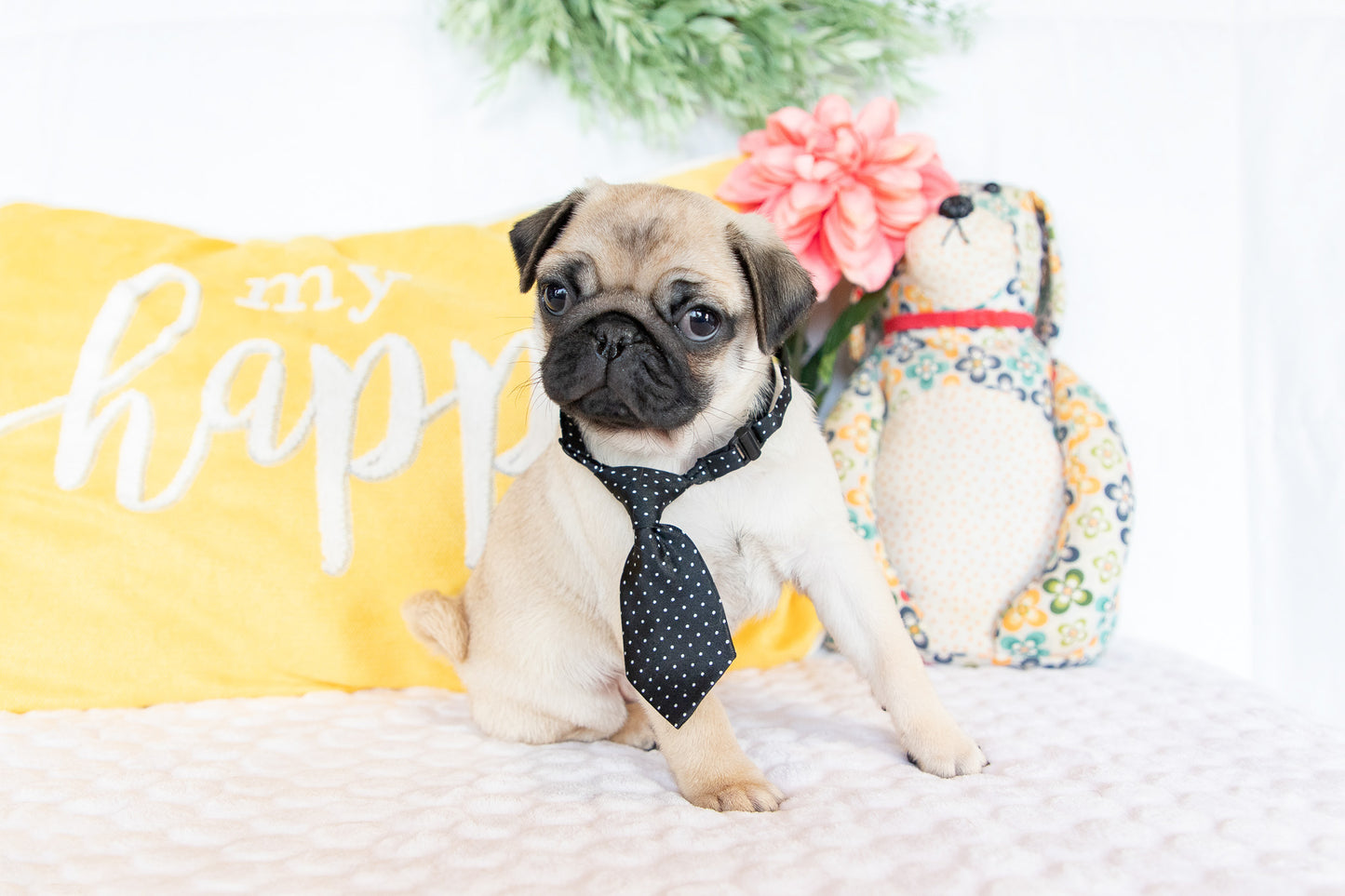 Victor- Pug Male