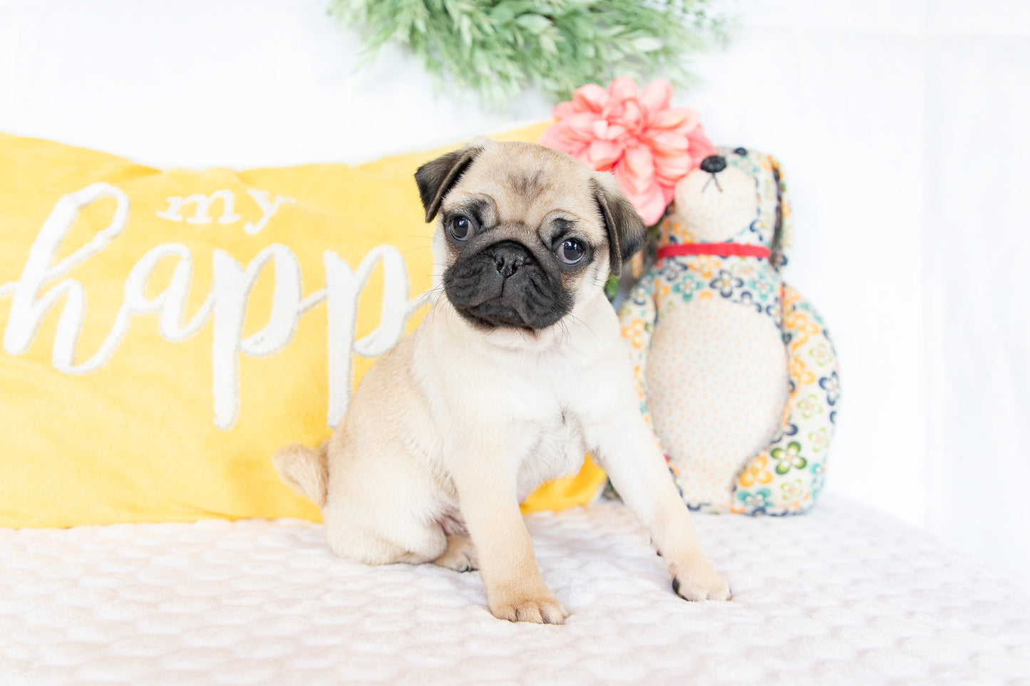 Victor- Pug Male