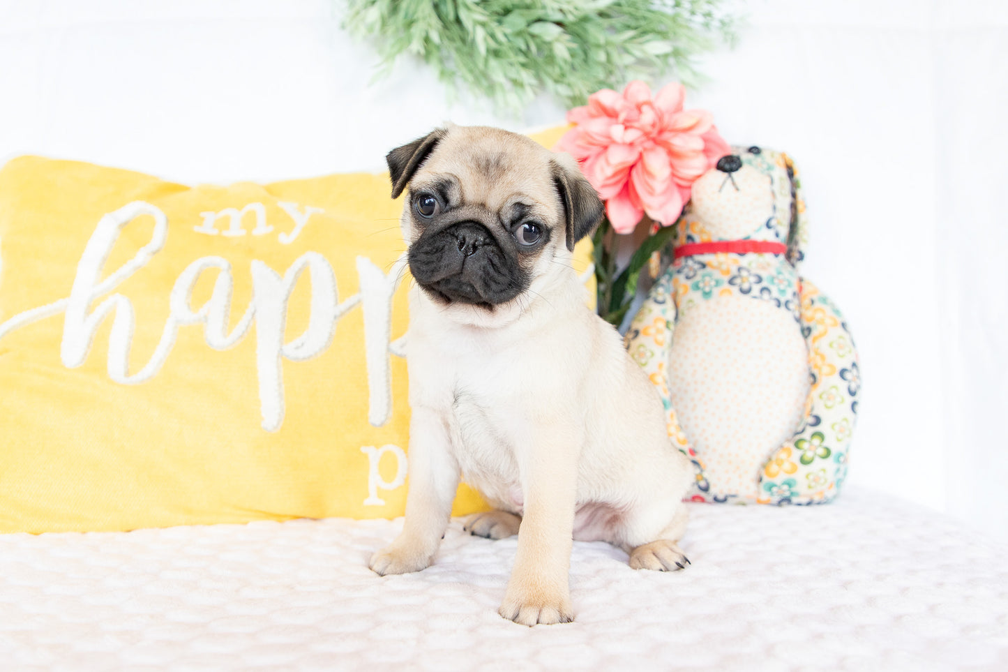 Victor- Pug Male