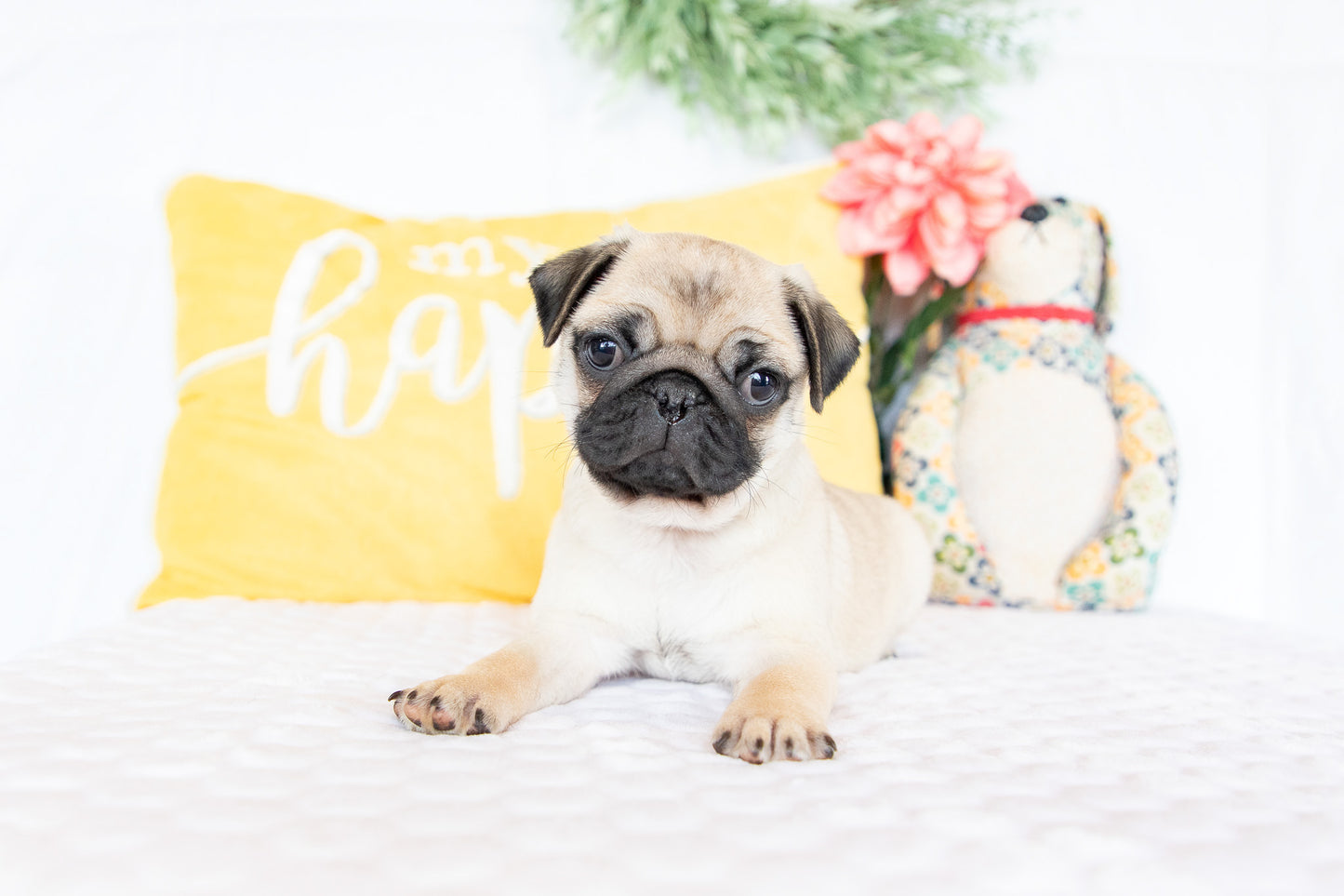 Victor- Pug Male