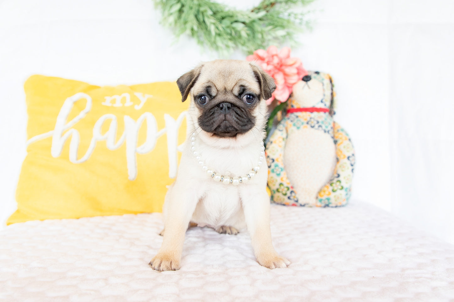 Violet-Pug Female