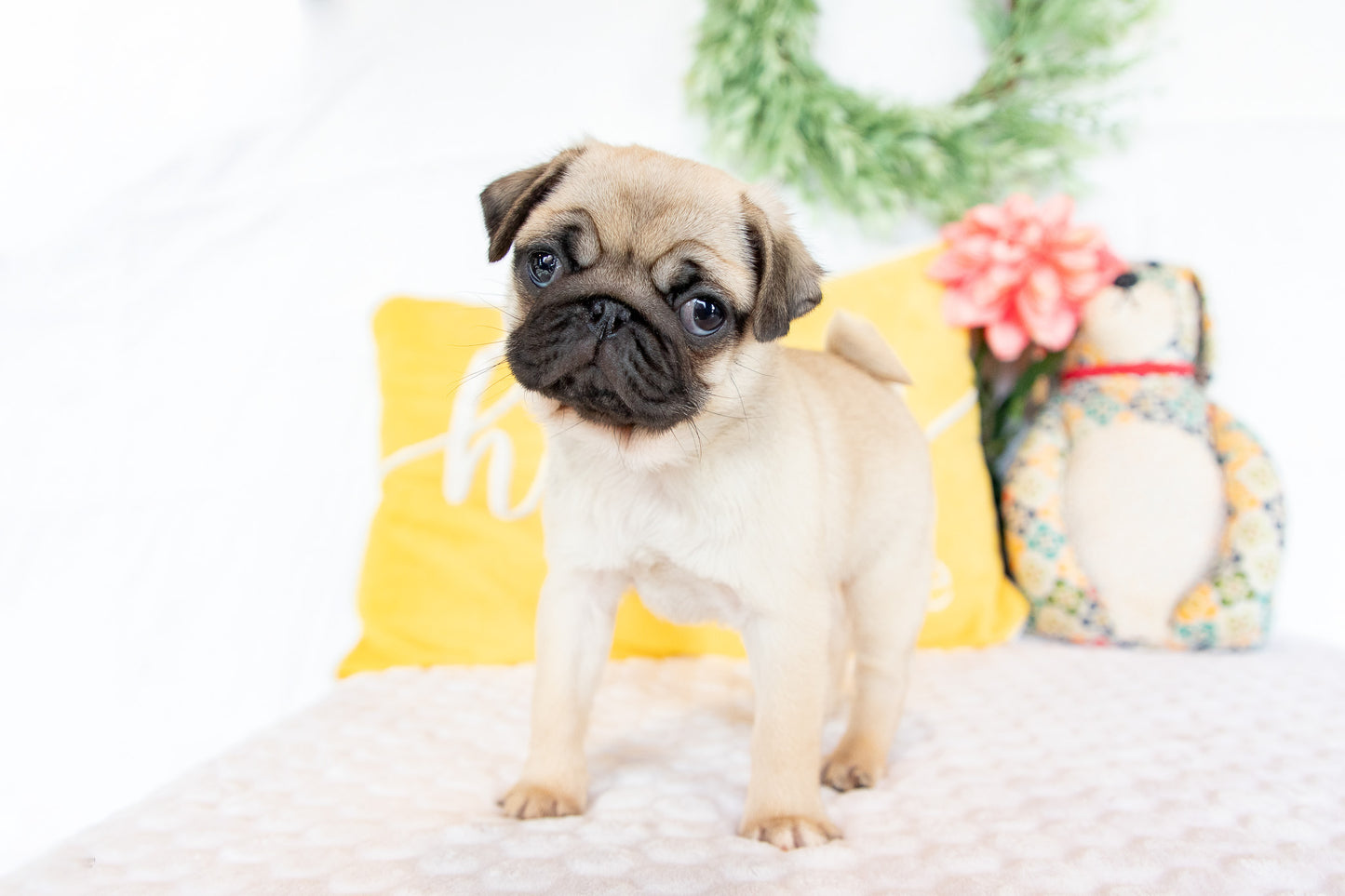 Violet-Pug Female