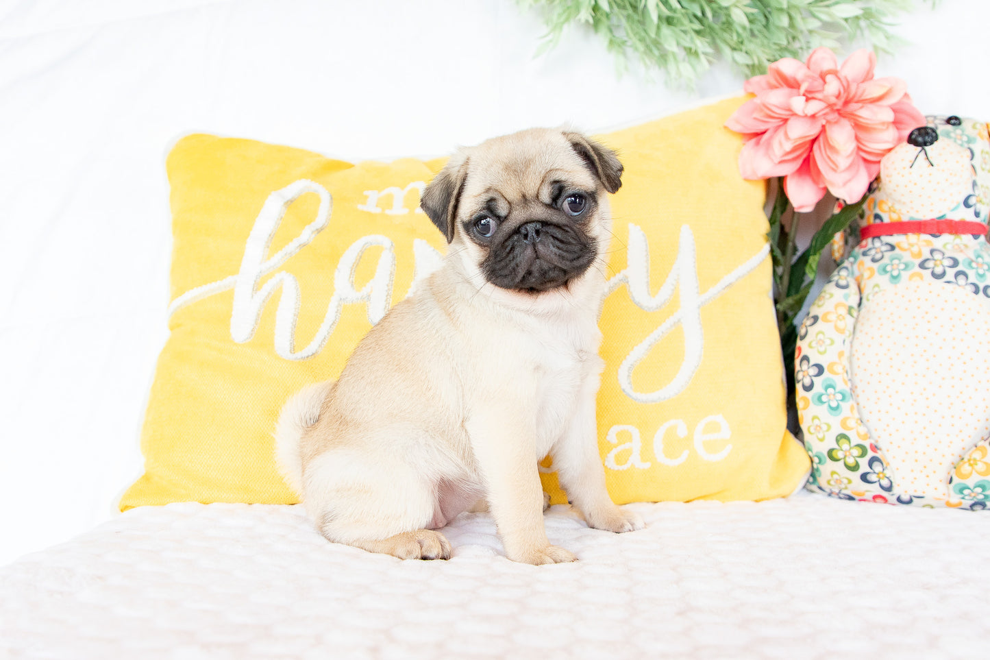 Violet-Pug Female