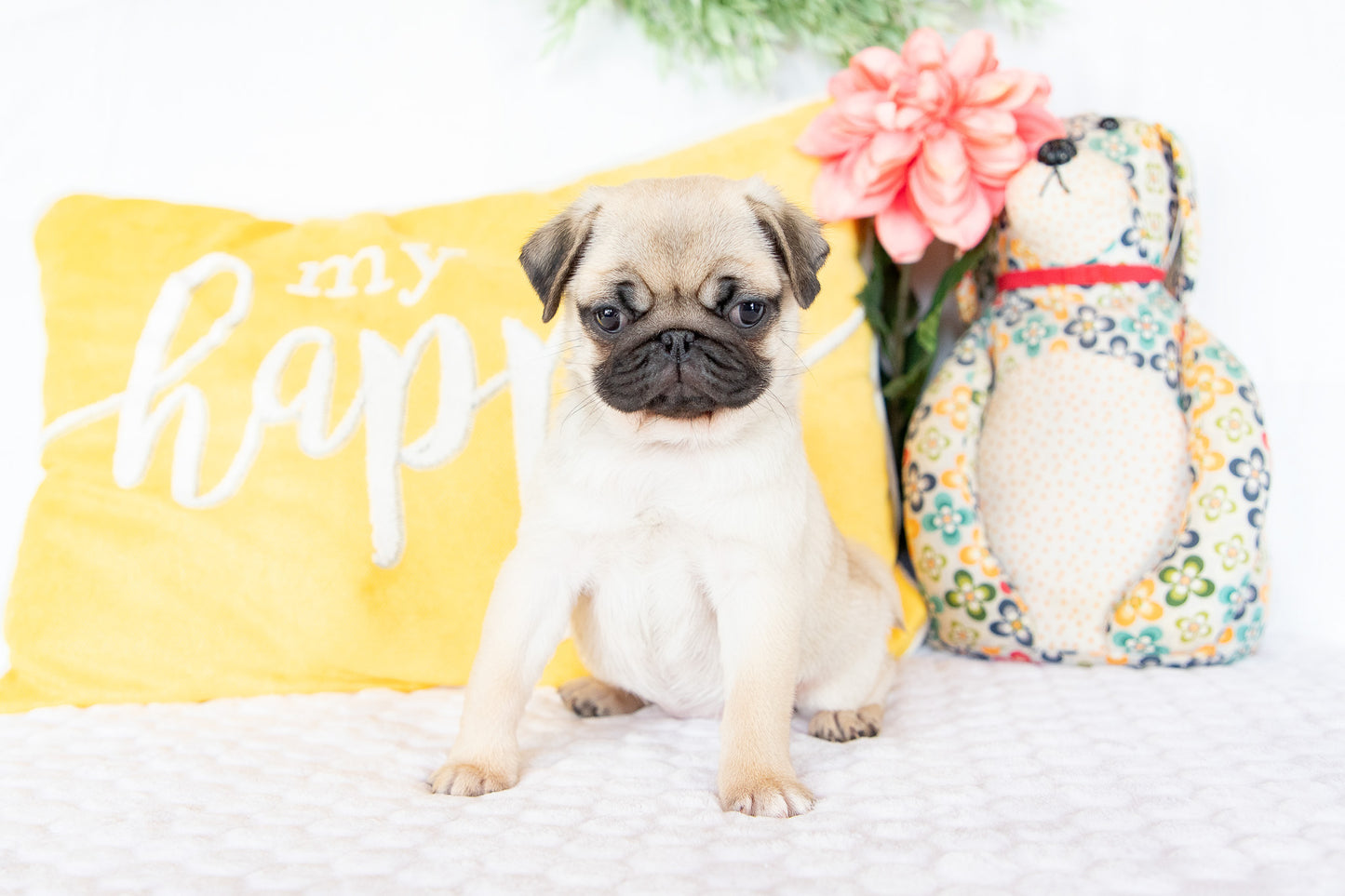 Violet-Pug Female