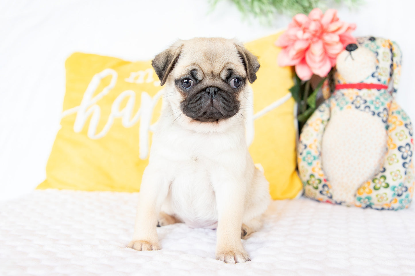 Violet-Pug Female